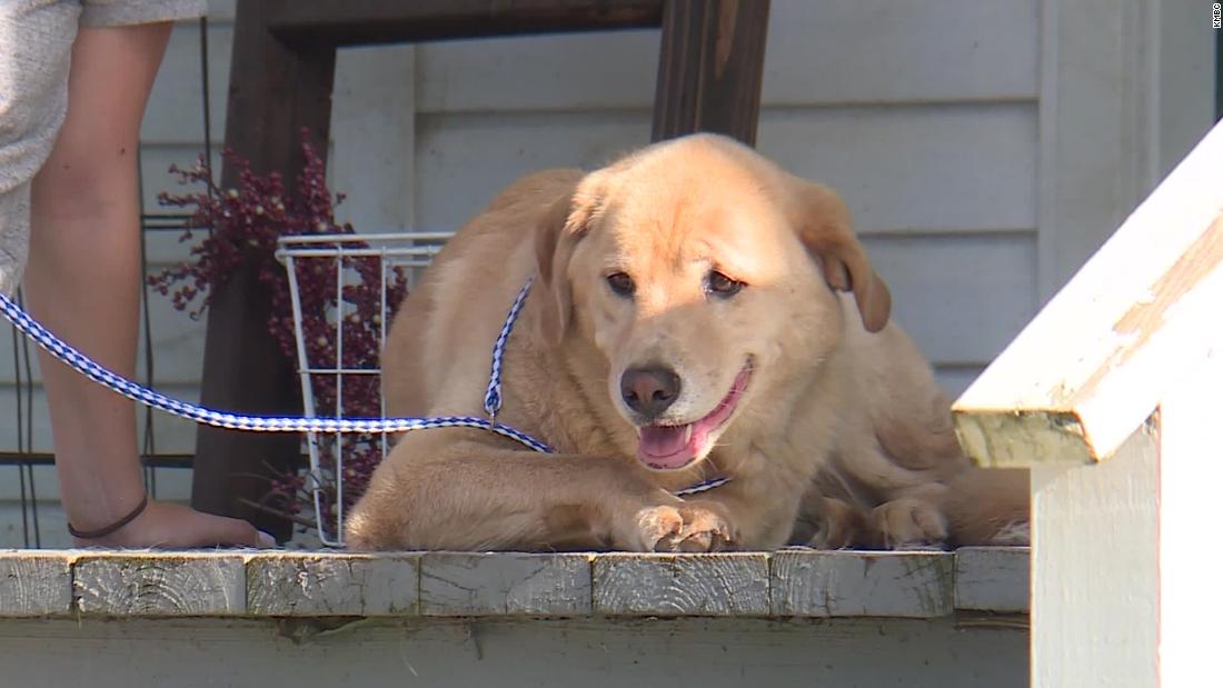 This dog went missing. Turns out, she walked to her old  home in another state