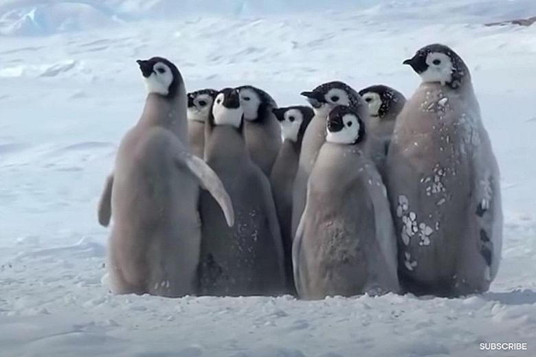  #Stayhome guide for Wednesday: Watch natural history videos, make fuss-free mentaiko pasta and more