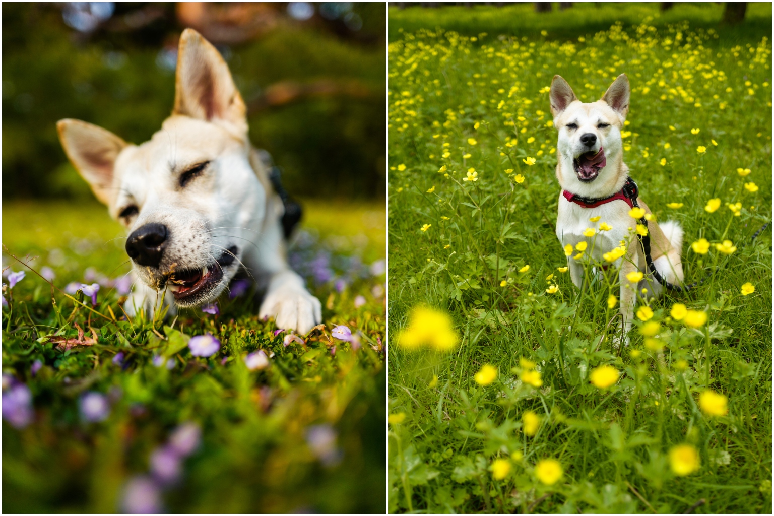 Floral adventure with a dog in Kyoto