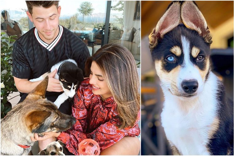  Celeb couple Priyanka Chopra and Nick Jonas add to family with rescue dog