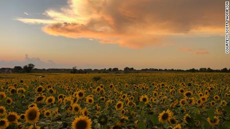  A farmer planted over 2 million sunflowers to provide a respite during this rough year