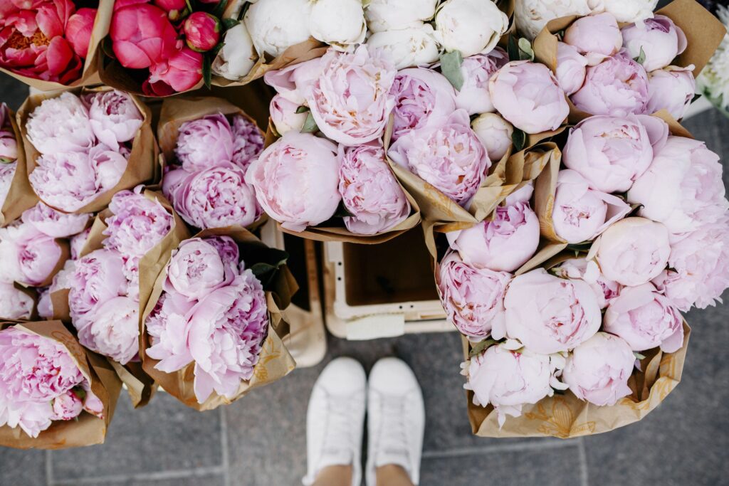 blossoming peonies