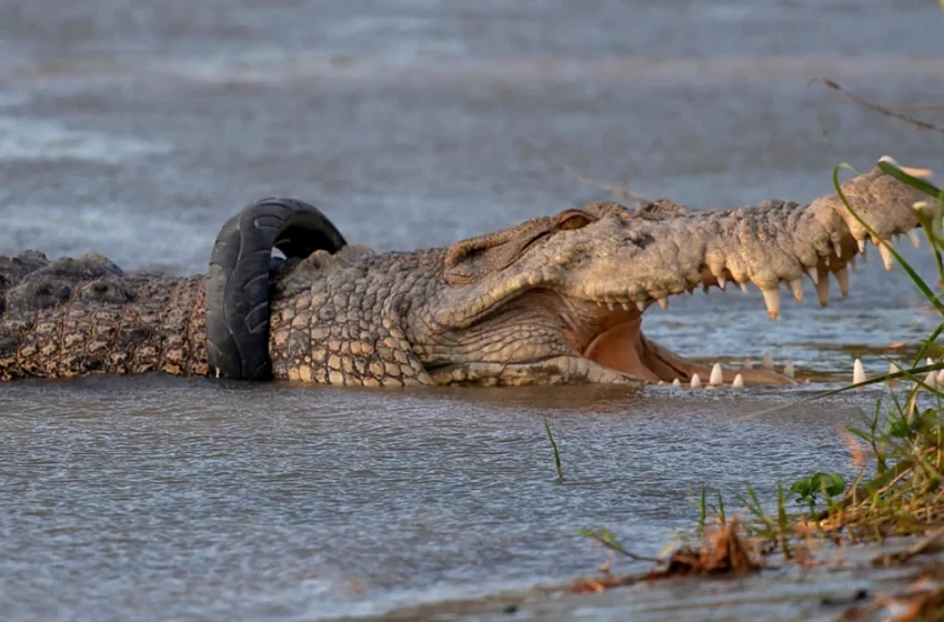  Crocodile With Tyre Necklace for 6 Years Finally Freed