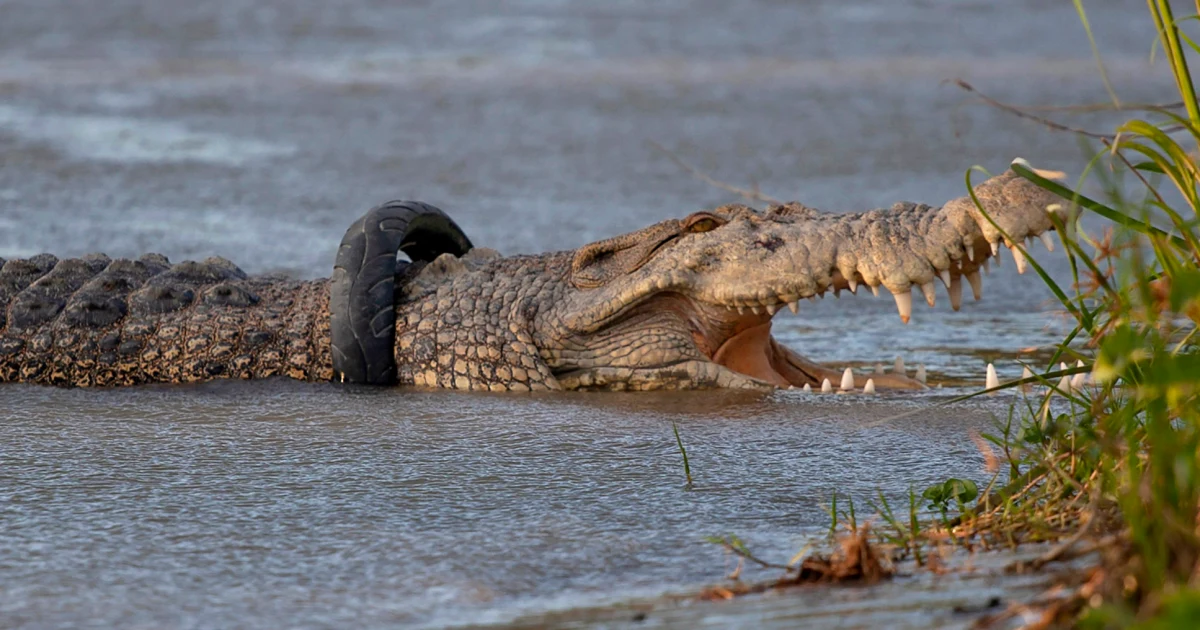 Crocodile