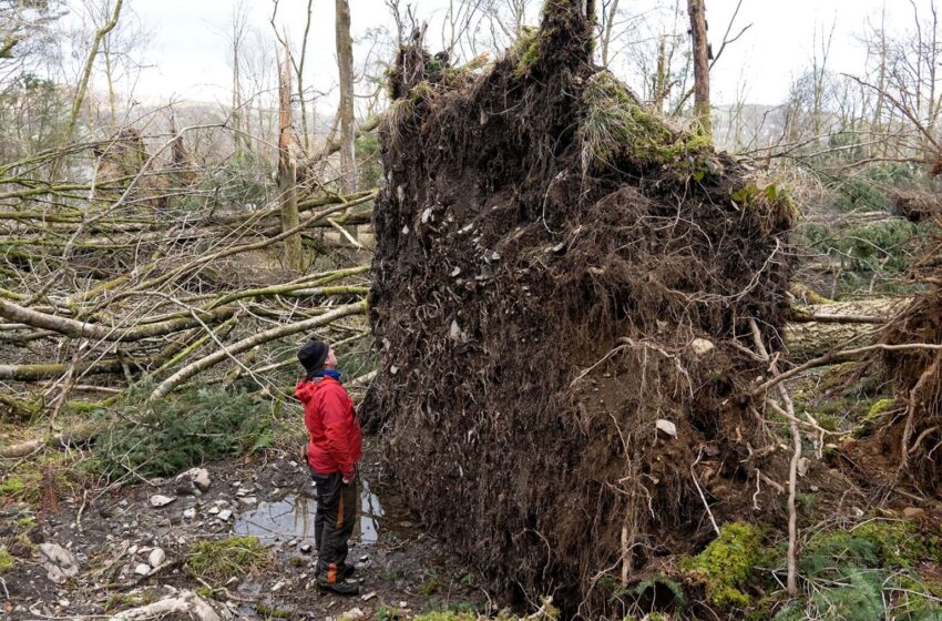  Eight Million Trees Brought Down in Britain