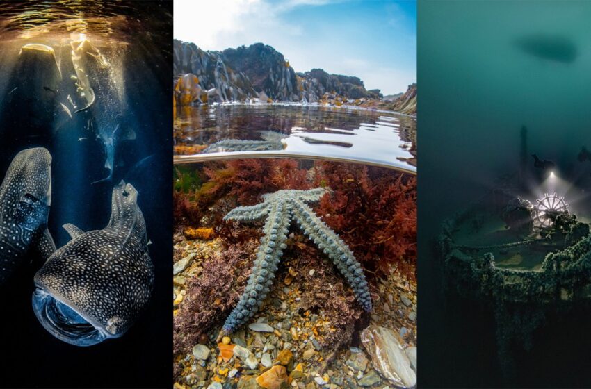  2022  Underwater Photographer Named