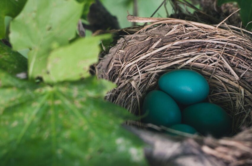  Birds Are Laying Eggs Earlier Due to Climate Change