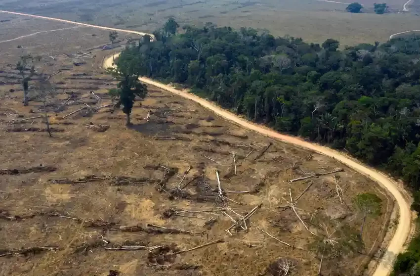  97,000 Square Miles of Forest Lost in 2021