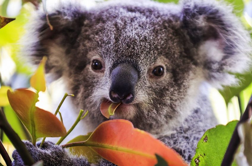  What You Should Know about Australia’s Koala