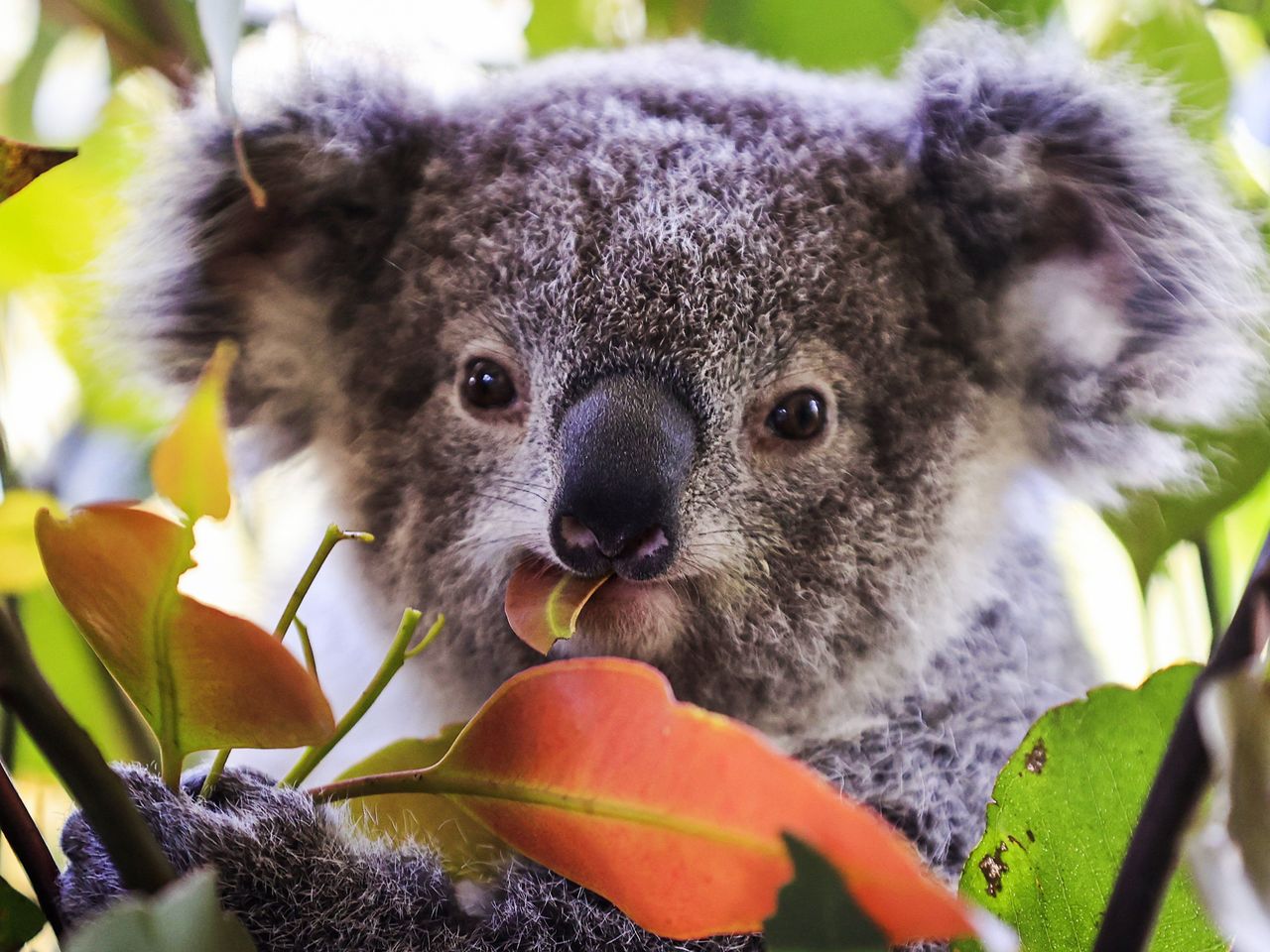 koala