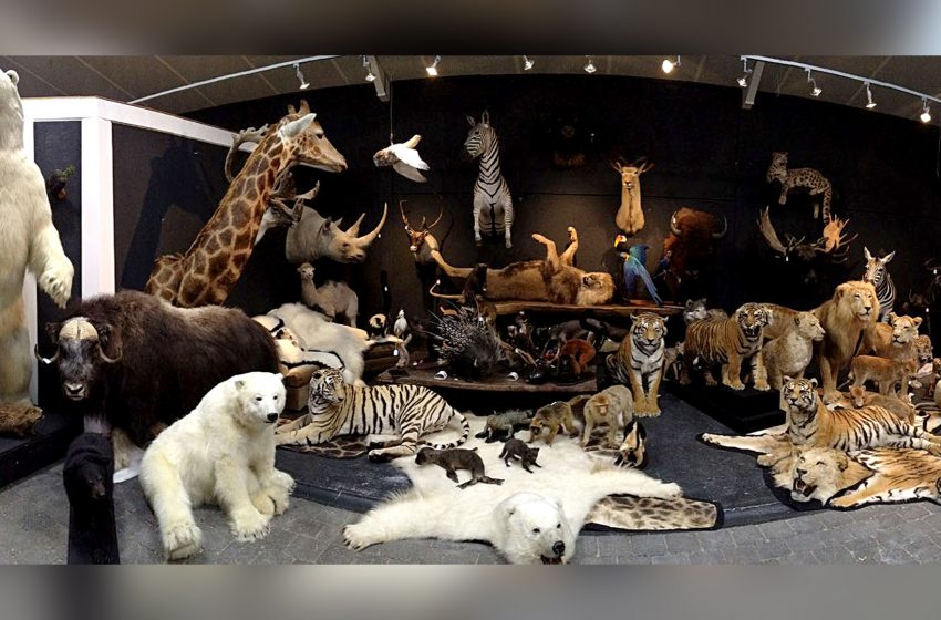  Spain Sizes 1,000 Taxidermy Animals