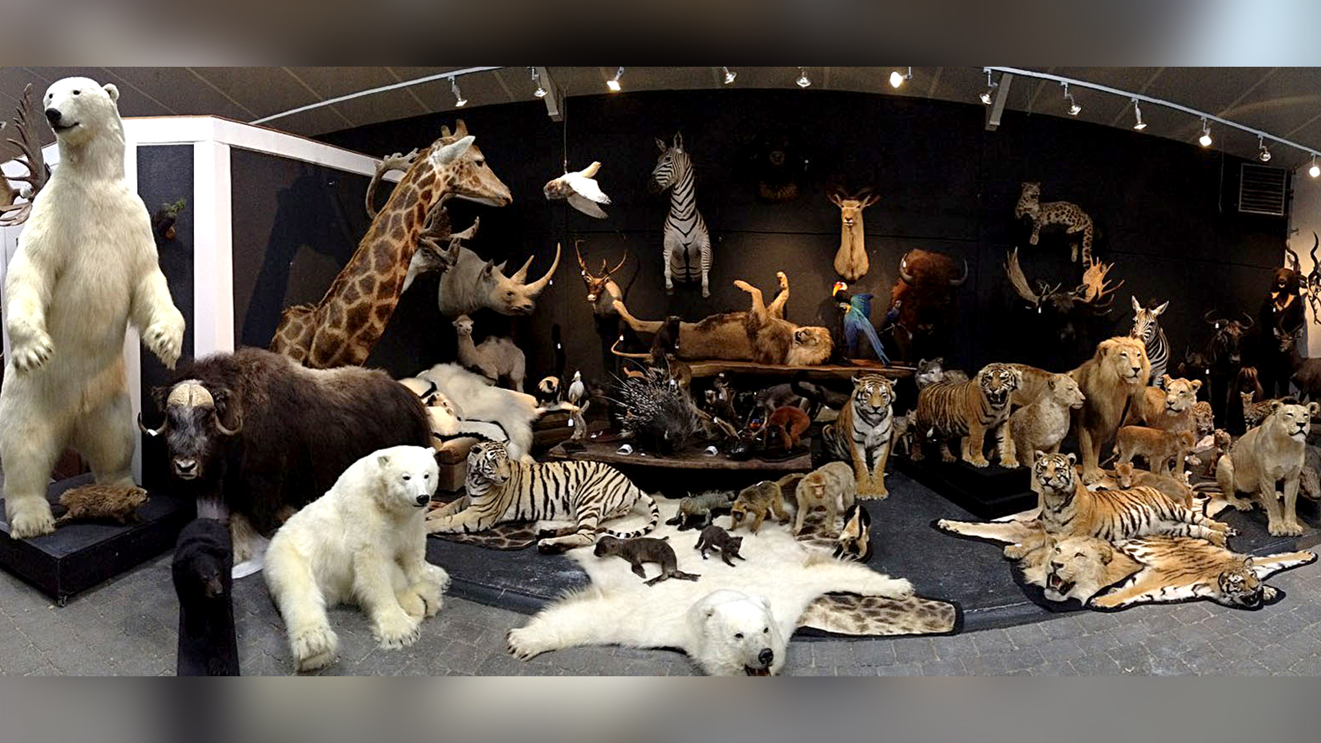 taxidermy