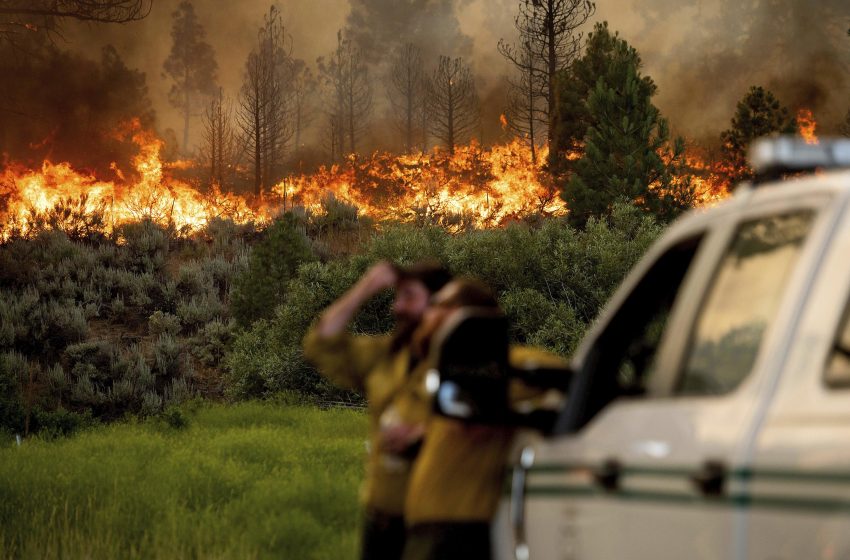  1.2 Billion Trees to Tackle US Wildfires