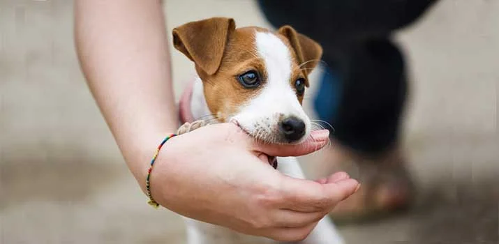  Why Does My Dog Nibble On Me?