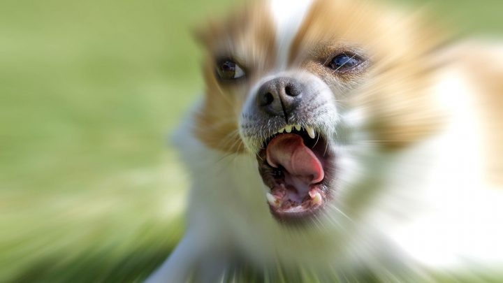  Why Are Chihuahuas So Mean?