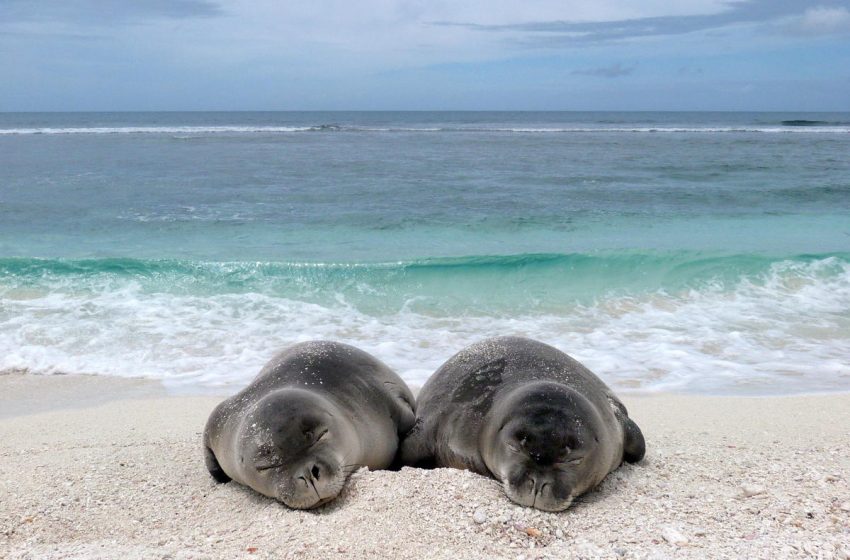  Study: World’s Most Endangered Sea Mammal Can Survive