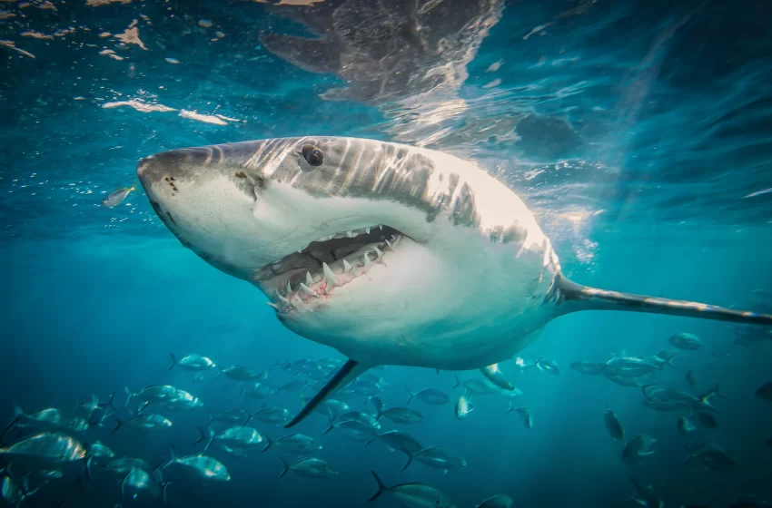  Great White Sharks Behind Megalodon Extinction