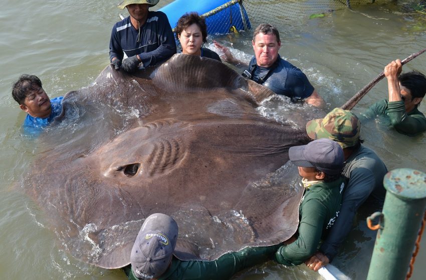  World’s Largest Freshwater Fish Caught in Cambodia