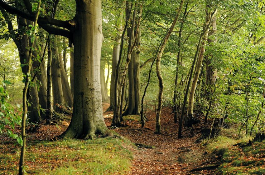  Romania’s Unique Virgin Forests at Risk