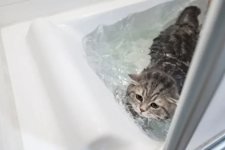  Why Are Cats Afraid of Water?