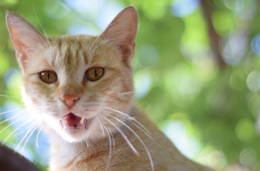  Why Do Cats Open Their Mouth When They Smell?