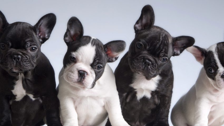  Why Are French Bulldogs So Expensive?