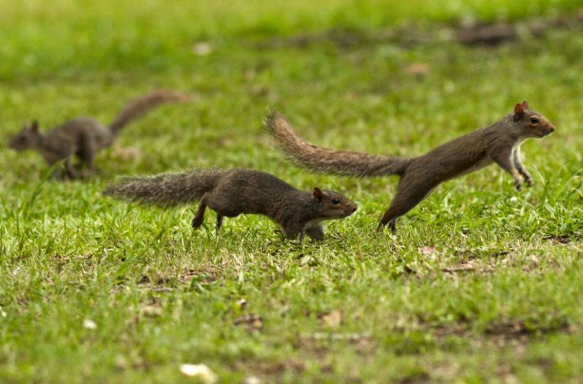  Why Do Squirrels Chase Each Other?