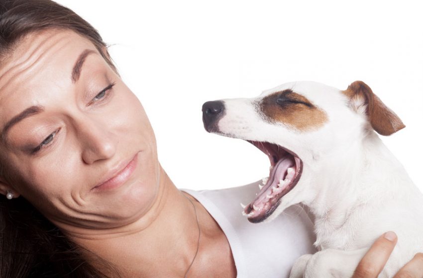  Why Does My Dog’s Breath Smell Like Fish?