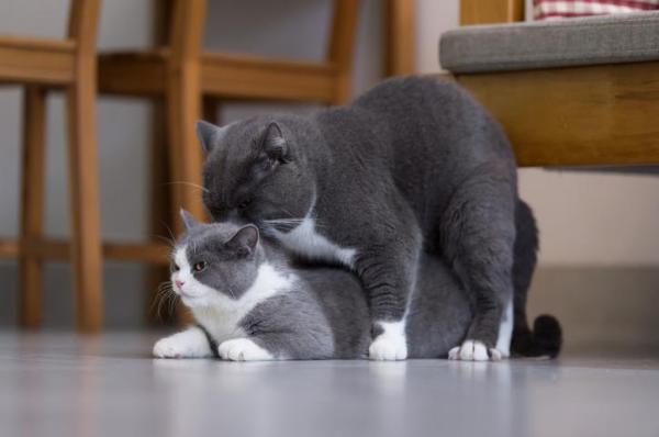  Why Do Cats Scream When Mating