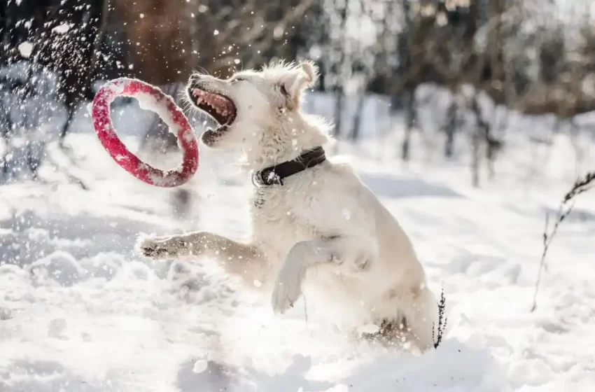  Why Do Animals Drink More Water In The Winter?