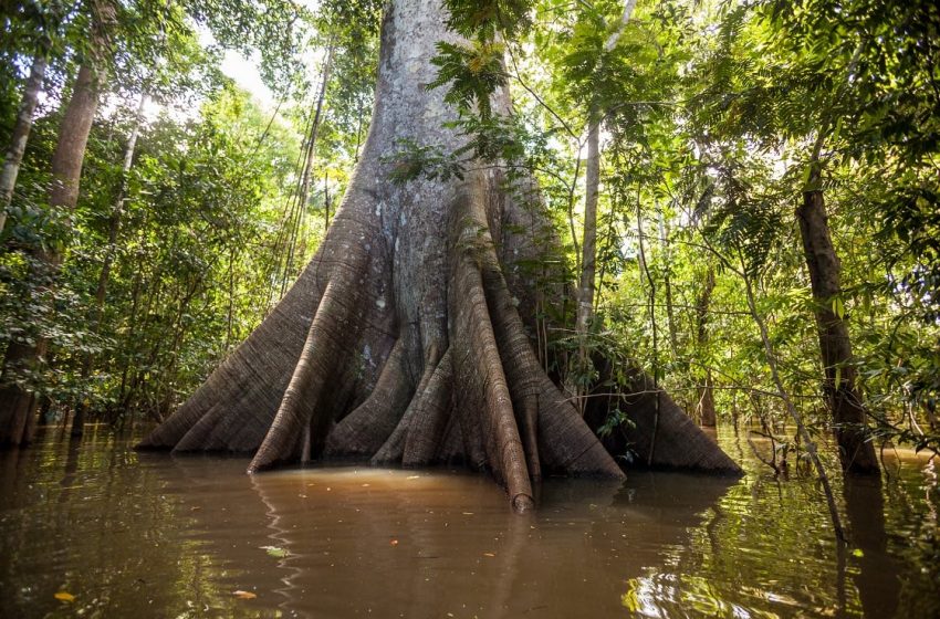  Amazon Deforestation Rainforest Hits New Record