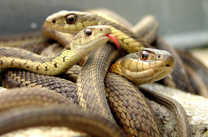  Dangerous Snakes Kept as Pets in UK