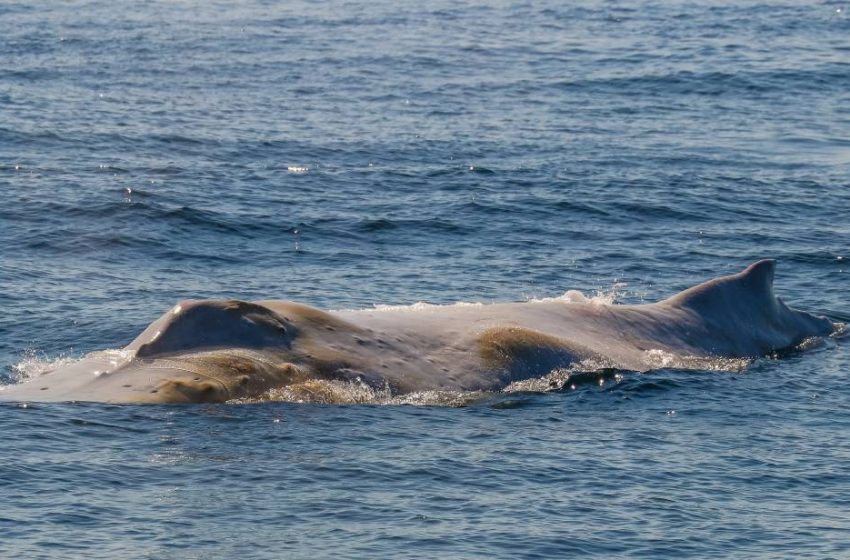  Beluga Whale Stuck in France’s River Seine