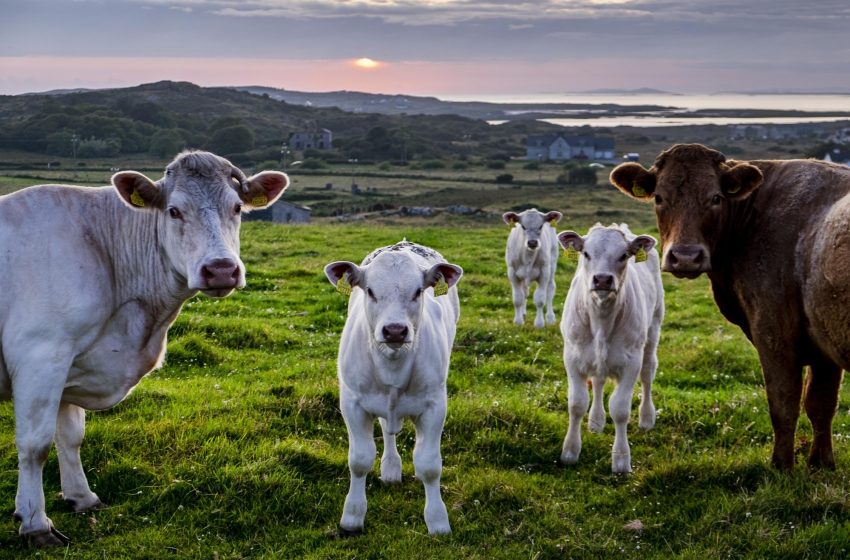  Irish Farmers to Cull Cows over Climate Crisis