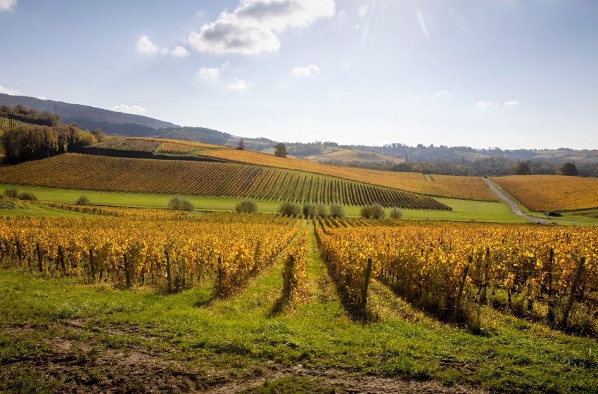  French Vintage Threatened with Severe Drought