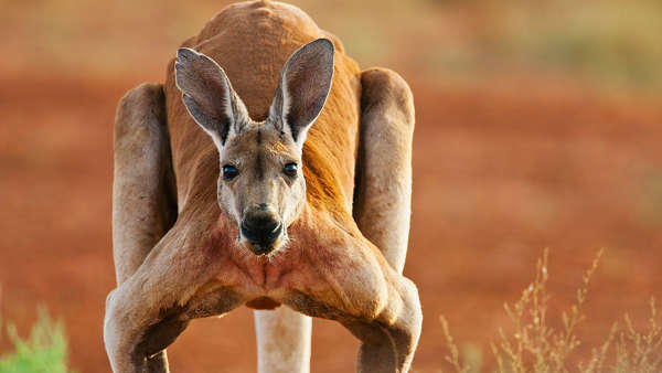  Australia: Kangaroo Kills Owner, Prevents his Medical Aid