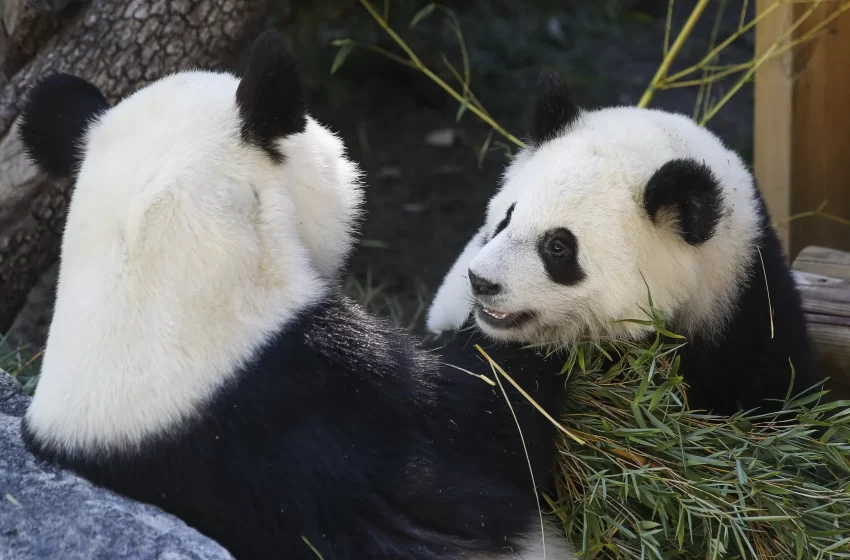  China Gifts Two Giant Panda to Qatar