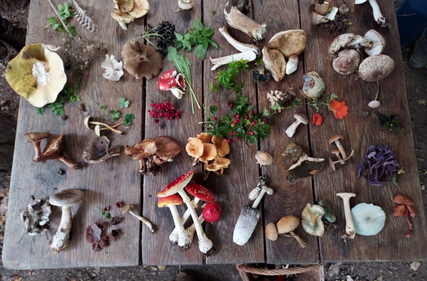  Follow These Tips to Pick Mushrooms Safely