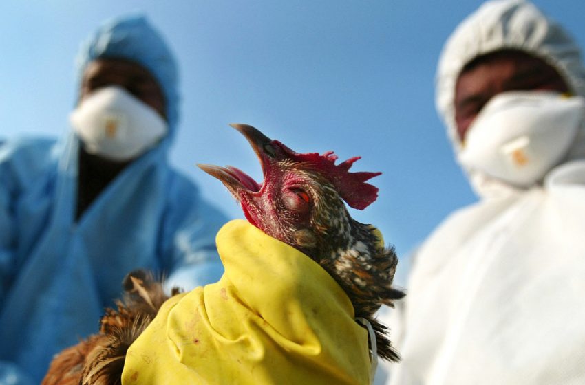  Bird Flu Spreads across Great Britain