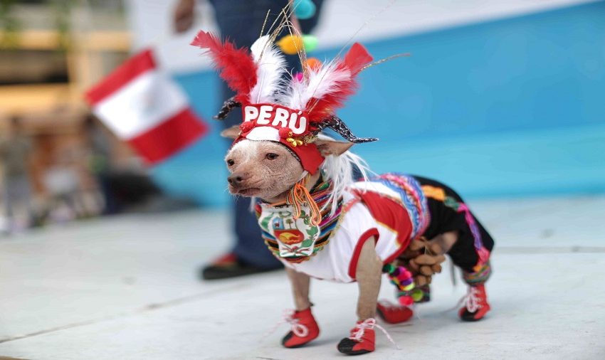  Peru Pets Celebrate Halloween