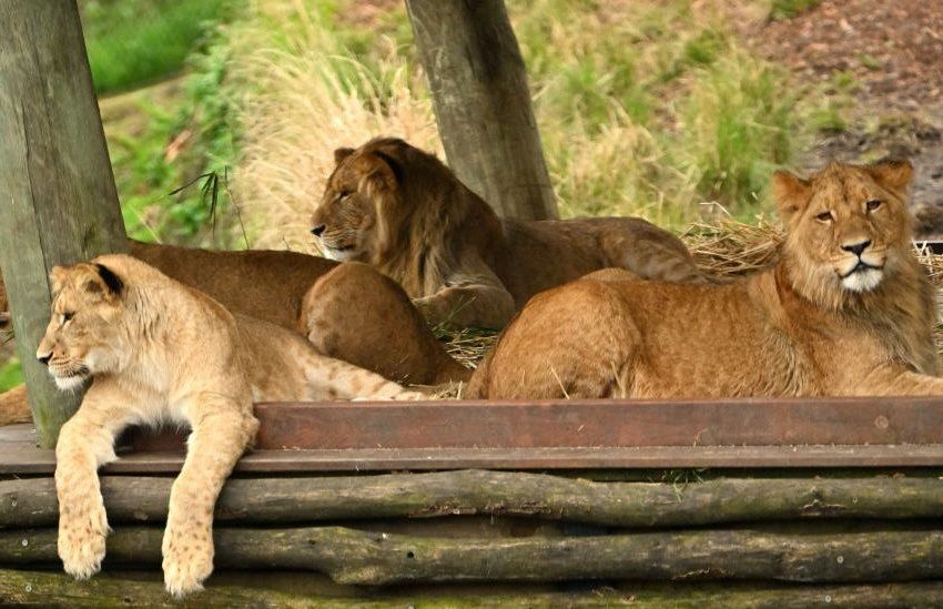  Chaos after Five Lions Escape Sydney zoo