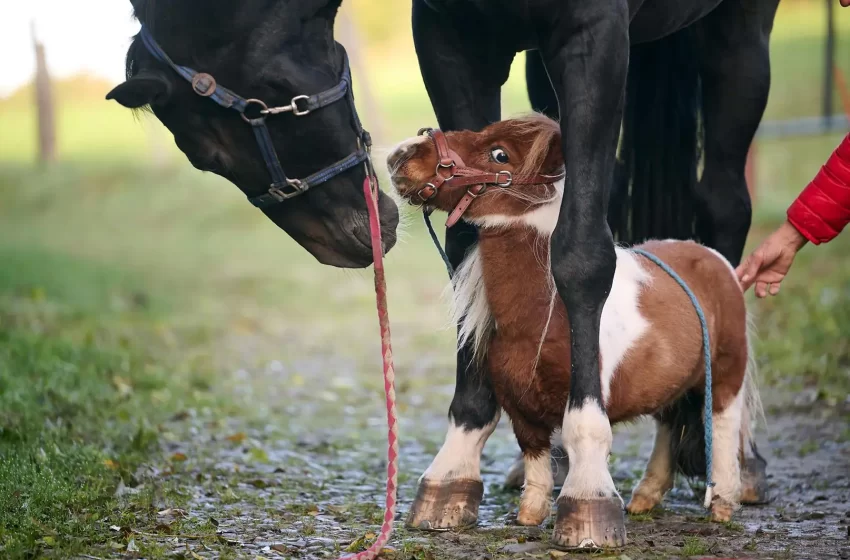  Meet the World’s Smallest Pony