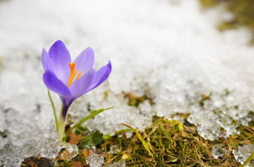  Five Flowers Bloom in Winter