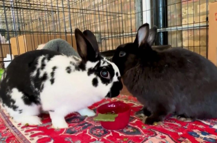  World’s First Luxury Hotel for Rabbits