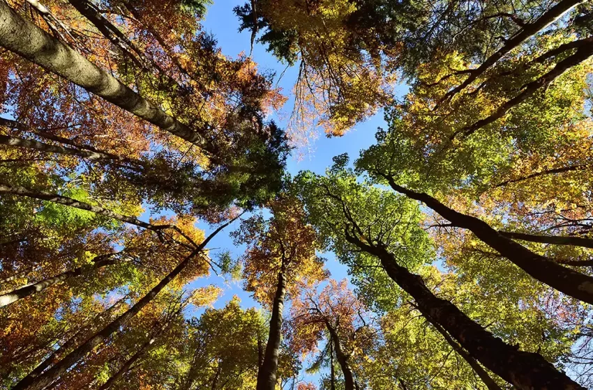  Study: Old Trees Critical for Climate Change