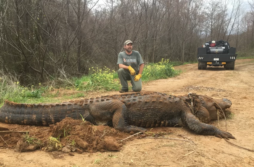  Largest Crocodile Ever Recorded