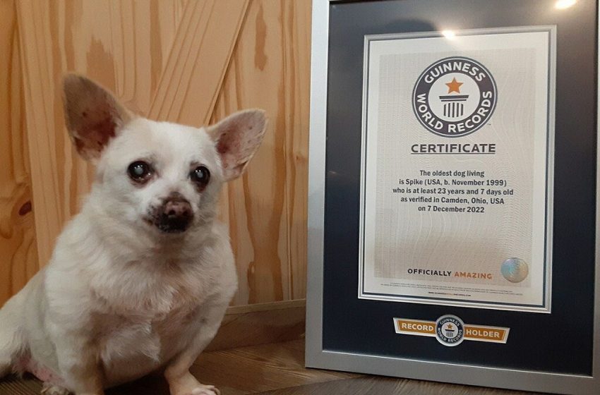  Meet the World’s Oldest Living Dog