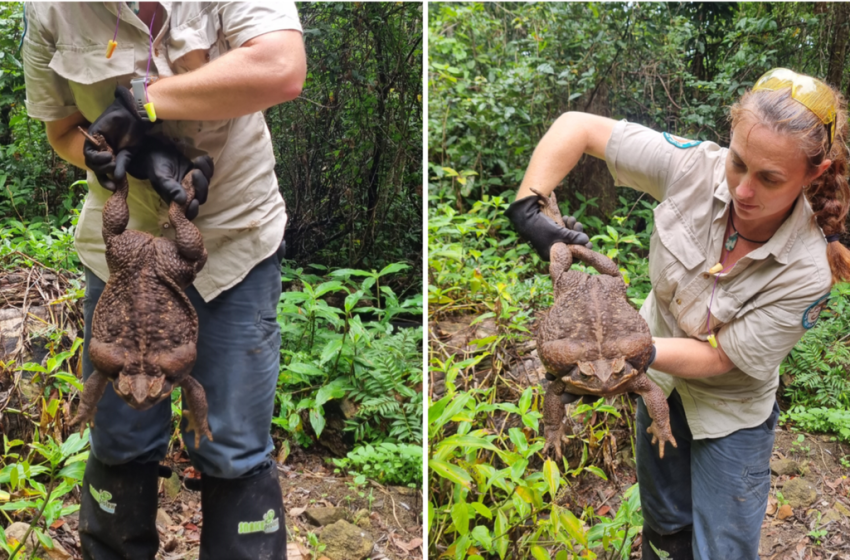  ‘Monster’ Cane Toad Found in Australia