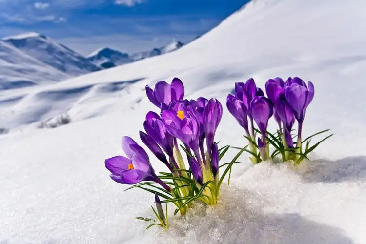  Five Flowers That Bloom In Snow