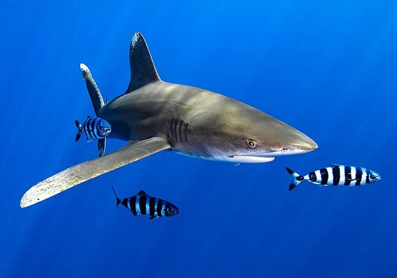  Study: Sharks Are Closer to Extinction